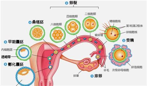上海世纪代怀孕试管