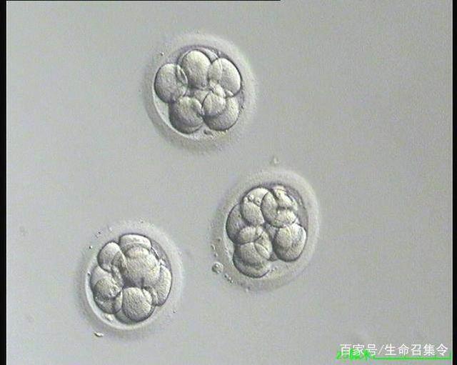 上海喜临门代孕