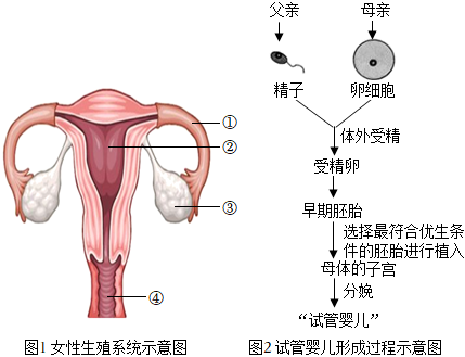 上海添一代怀孕