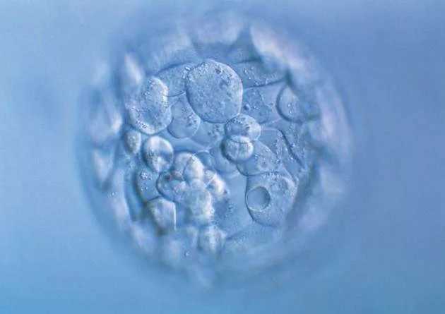 上海世纪代怀孕