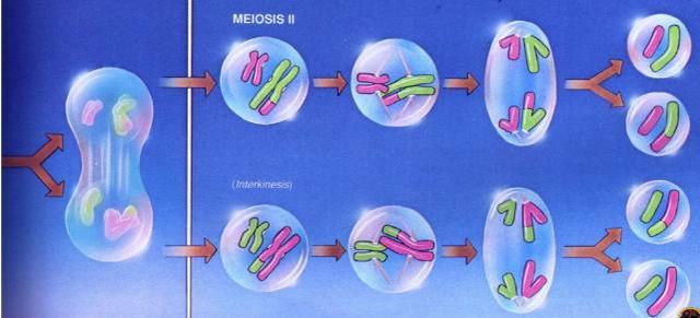 上海天使助孕机构