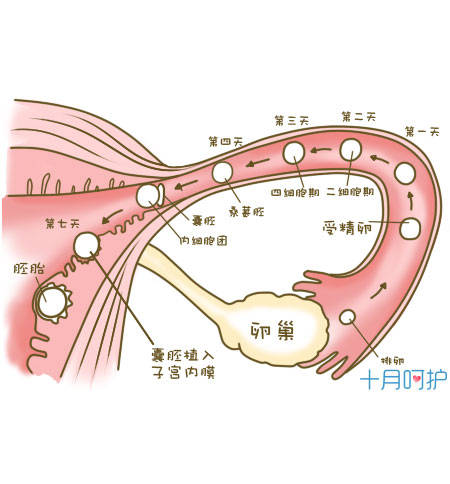 上海代怀孕福利
